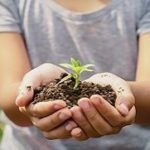 Person håller jord och planta i händerna